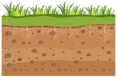 Çimlerin bilimsel eğitimi ve temel illüstrasyonları