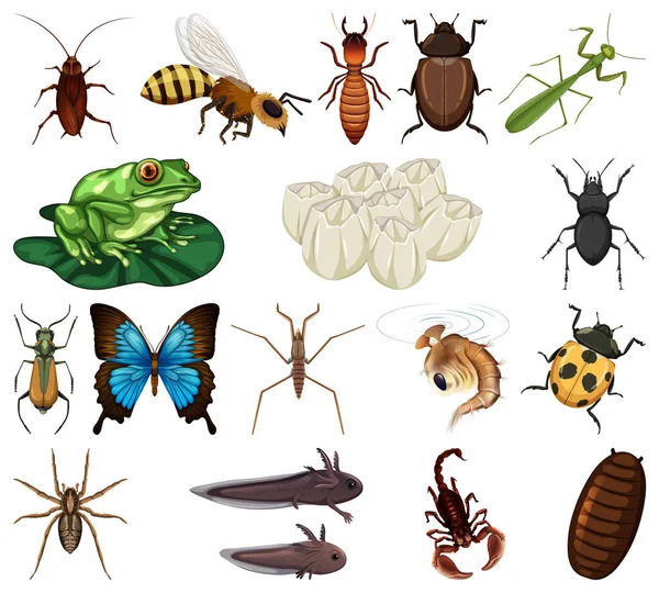 Different Kinds Insects Animals White Background Illustration — Stock Vector