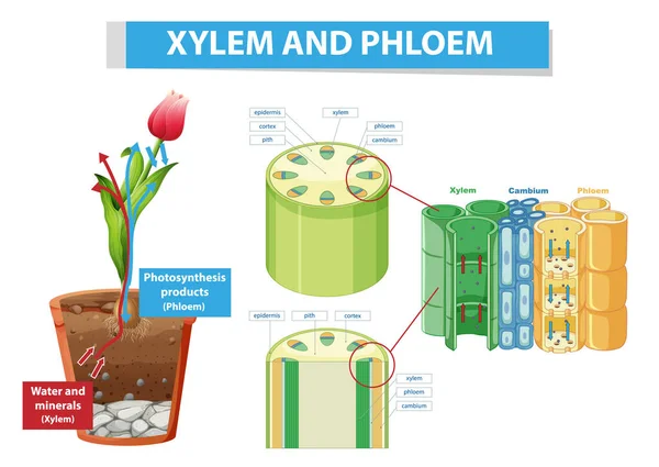 Bitki Illüstrasyonunda Xylem Phloem Gösteren Diyagram — Stok Vektör