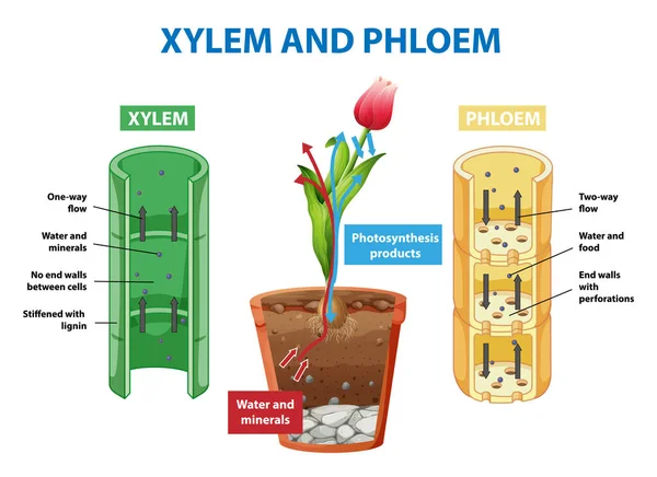 Növényi Illusztrációban Xilemet Phloemet Ábrázoló Ábra — Stock Vector