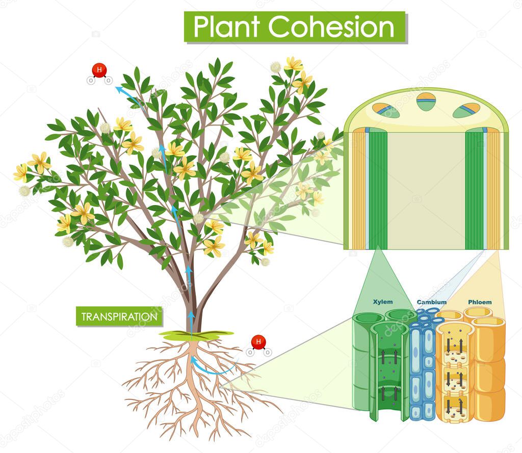 Diagram showing plant cohesion illustration