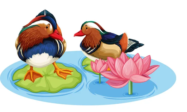Two Ducks Pond Lotus Flower Illustration — 스톡 벡터