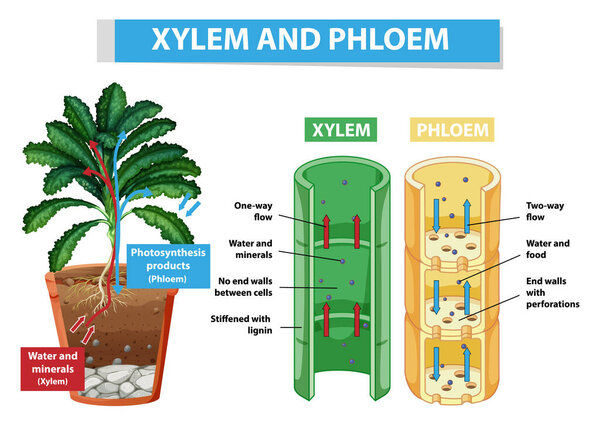 Diagram showing xylem and phloem in plant illustration