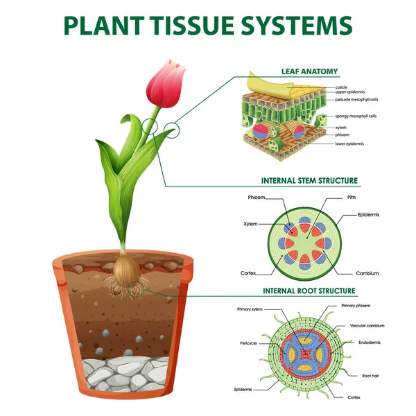 Bitki Doku Sistemleri Illüstrasyonunu Gösteren Diyagram — Stok Vektör