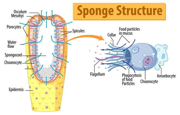 Diagram Showing Structure Sponge Illustration — ストックベクタ