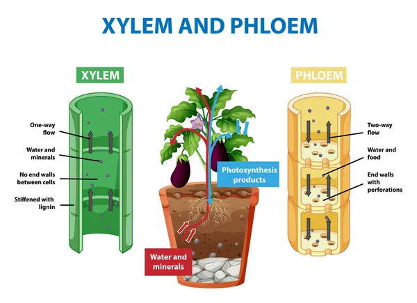植物図におけるキシレムとフロームを示す図 — ストックベクタ