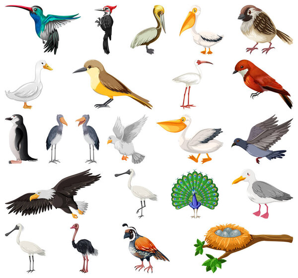 Different kinds of birds collection illustration