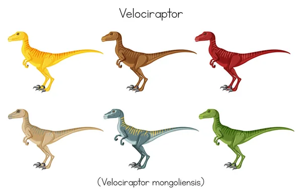 Velociraptor Différentes Couleurs Illustration — Image vectorielle