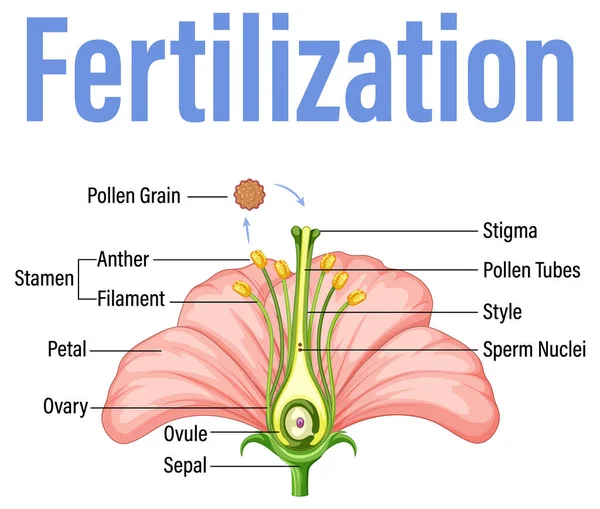 Diagram Showing Fertilization Flower Illustration — Vector de stock