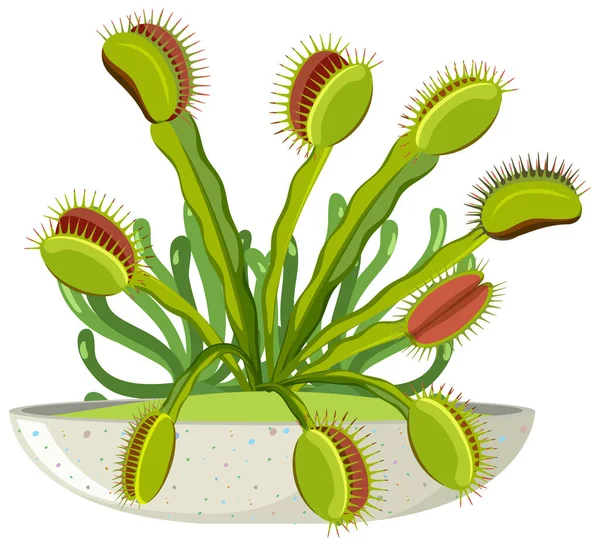 Venus Flytrap Σαρκοφάγα Φυτά Και Έντομα Εικονογράφηση — Διανυσματικό Αρχείο