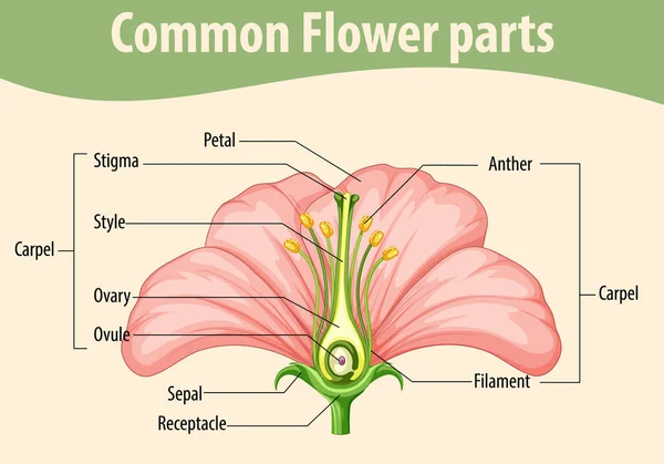 Diagram Showing Common Flower Parts Illustration — ストックベクタ