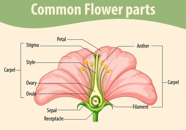 Diagrama Que Muestra Ilustración Común Las Partes Florales — Vector de stock