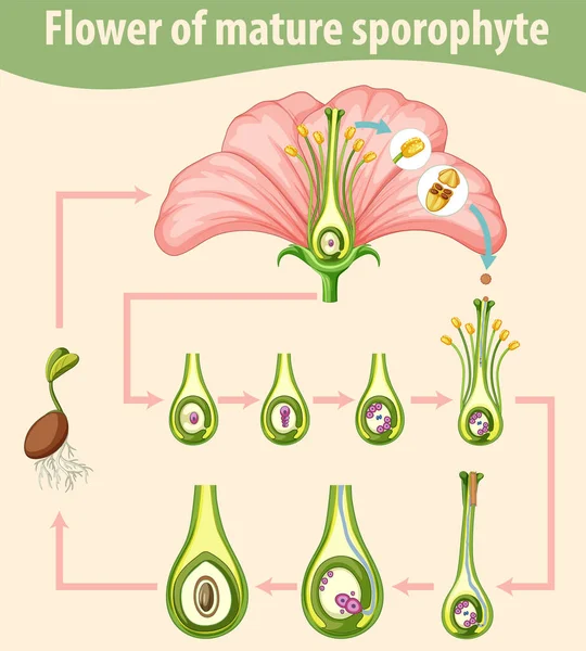 Diagramme Montrant Illustration Fleur Sporophyte Mature — Image vectorielle