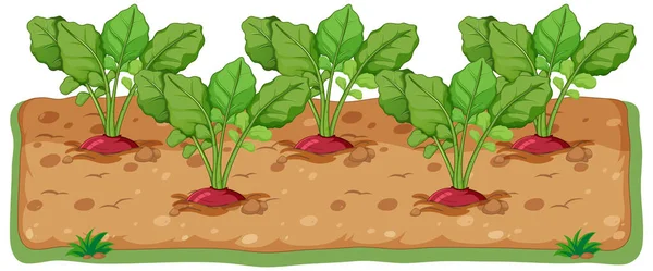 Radishes Growing Soil Cartoon Illustration — Vetor de Stock