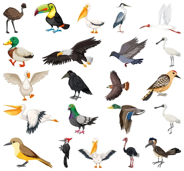 Différents Types Illustration Collection Oiseaux — Image vectorielle