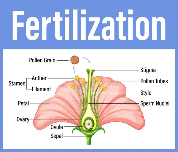 Diagrama Que Muestra Fertilización Ilustración Flores — Vector de stock