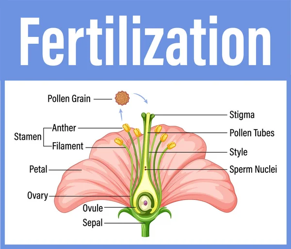 Diagram Showing Fertilization Flower Illustration — Stock Vector