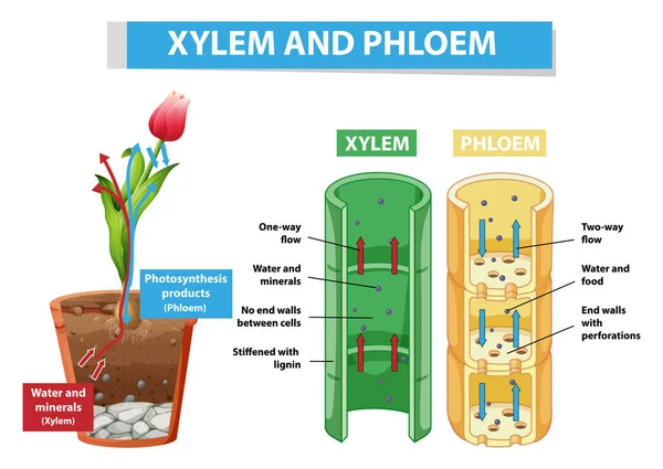 Schemat Przedstawiający Xylem Floem Ilustracji Roślin — Wektor stockowy