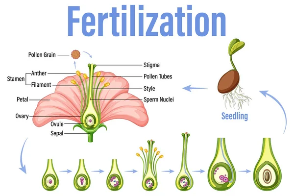 Diagram Showing Fertilization Flower Illustration — Vector de stock