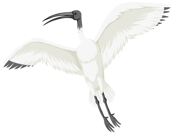 Ilustración Aislada Ibis Blanco Australiano — Vector de stock