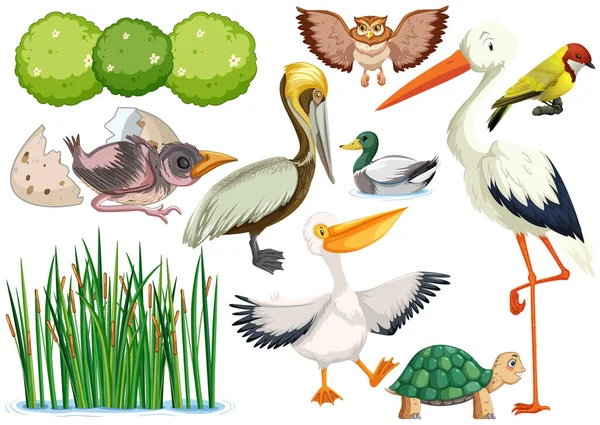 Diferentes Tipos Animais Selvagens Coleção Ilustração — Vetor de Stock