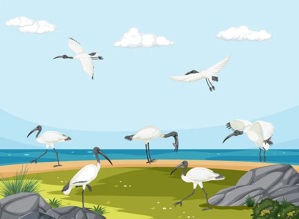 Grupo Ibis Blanco Australiano Ilustración Del Paisaje Humedales — Vector de stock