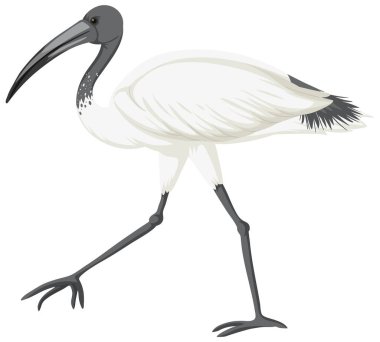 Avustralya beyaz aynası izole edilmiş