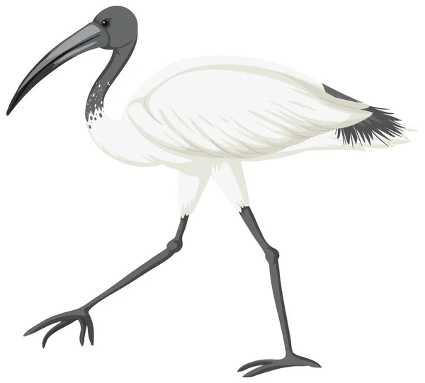 Australijski Biały Ibis Izolowane Ilustracja — Wektor stockowy
