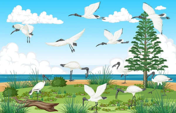 Outdoor Scene Met Australische Witte Ibis Groep Illustratie — Stockvector