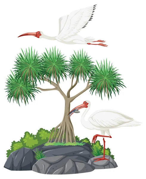 Amerikaanse Witte Ibis Groep Illustratie — Stockvector