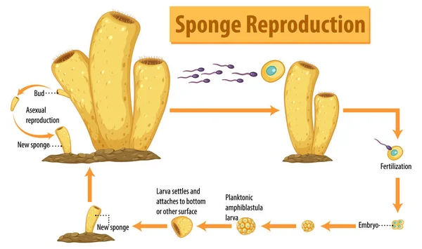 Diagram Showing Sponge Reproduction Illustration — ストックベクタ