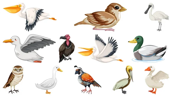 Farklı Kuş Türleri Resim Koleksiyonu — Stok Vektör