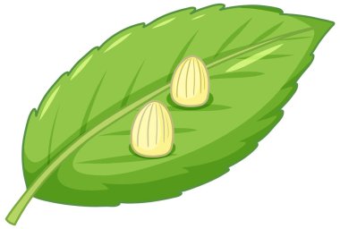 Yaprak üzerinde kelebek yumurtaları