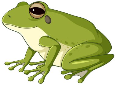 A green frog on white background illustration clipart