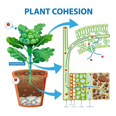 Digram showing the movement of water in plants illustration clipart