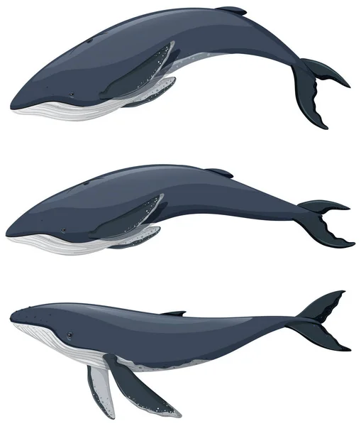 Zestaw Humbak Wieloryb Kreskówka Białym Tle Ilustracja — Wektor stockowy