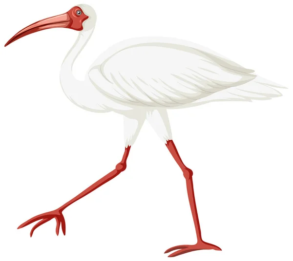 Illustration Isolée Ibis Blanc Américain — Image vectorielle