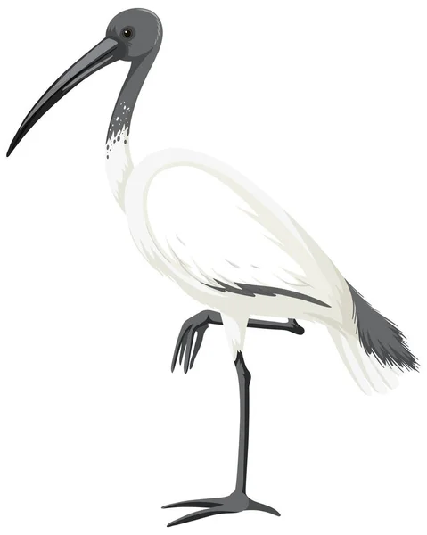 Ilustración Aislada Ibis Blanco Australiano — Archivo Imágenes Vectoriales