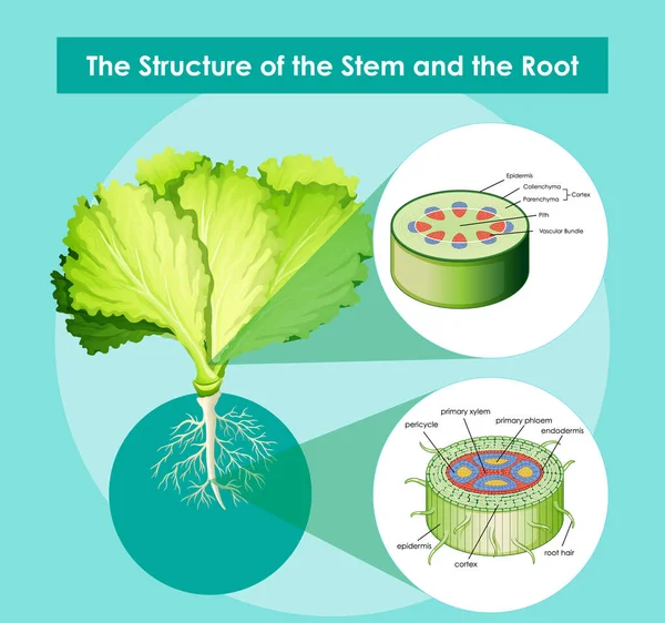 显示茎结构的图及根部图解 — 图库矢量图片