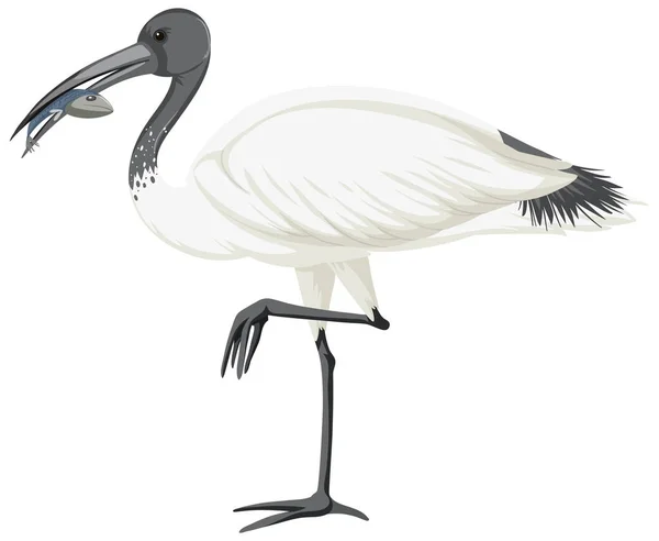 Ilustración Aislada Ibis Blanco Australiano — Archivo Imágenes Vectoriales