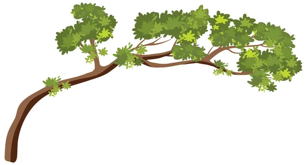 Изолированная Ветвь Дерева Белом Фоне — стоковый вектор