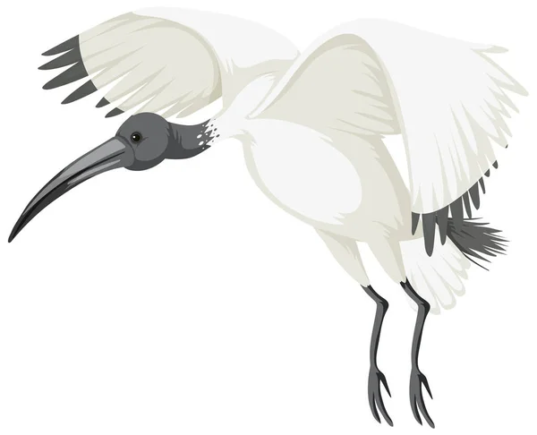 Ilustração Isolada Ibis Branco Australiano —  Vetores de Stock