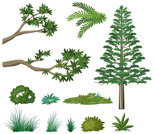 Conjunto Elementos Forestales Naturaleza Ilustración — Vector de stock