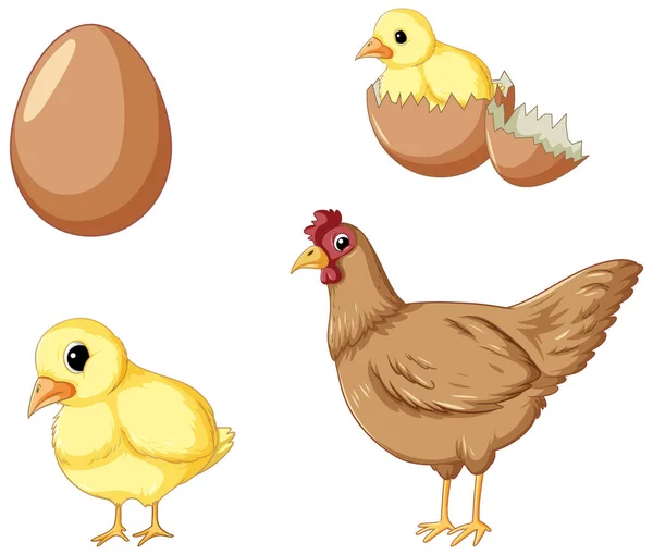 Chicken Life Cycle Set Illustration — Stock Vector