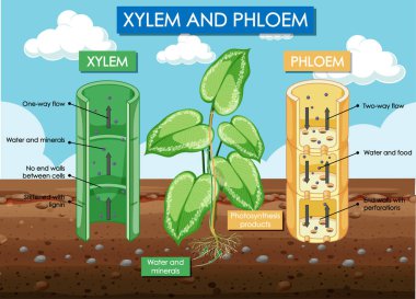 xylem ve phloem bitkisinin çizimlerini gösteren diyagram