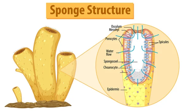 Diagram Showing Structure Sponge Illustration — Stock Vector