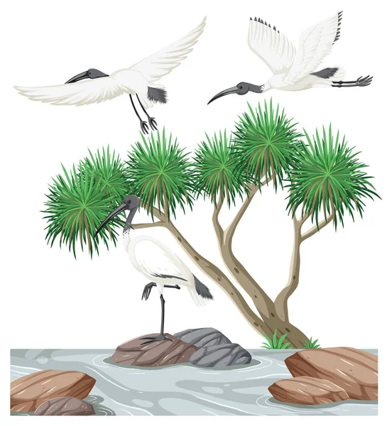Ausztrál Fehér Ibis Csoport Erdőben Illusztráció — Stock Vector