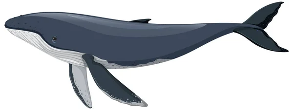 삽화에서 분리되어 혹등고래 — 스톡 벡터