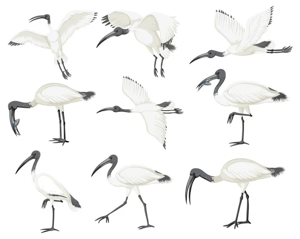 Ensemble Illustration Ibis Blanc Australien — Image vectorielle
