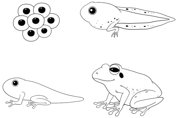 Frog Livscyklus Diagram Doodle Illustration – Stock-vektor